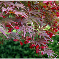 Kastanienrot Suminagashi Blumensamen zur Aussaat Schnitt Blume beliebt Traditionssorte & ohne Gentechnik Samen Hausgarten