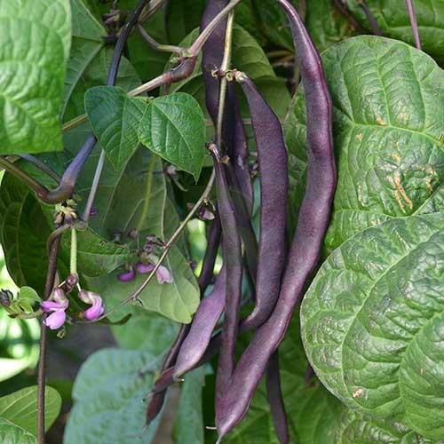 Semi di fagioli rampicanti viola da piantare - indispensabili per l'orto