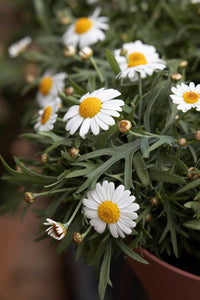 Eyed Blumensamen zur Aussaat Landhaus Garten wichtig Traditionssorte & ohne Gentechnik Samen Hausgarten