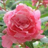 Balsamine blume samen for easy anpflanzung
