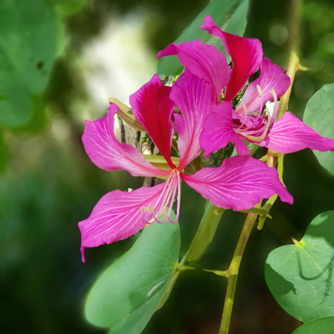 Goldilocks Blumensamen zur Aussaat Anzucht Traditionssorte & ohne Gentechnik Samen Hausgarten