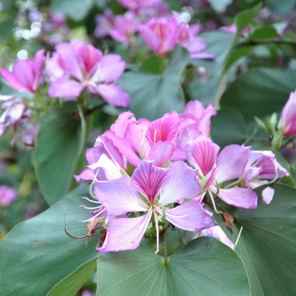 Bauhinia Blumensamen zur Aussaat Schnitt Blume beliebt Traditionssorte & ohne Gentechnik Samen Hausgarten