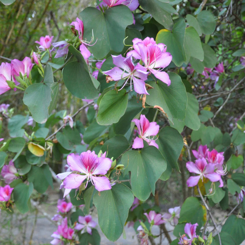 Bauhinia Blumensamen zur Aussaat Schnitt Blume beliebt Traditionssorte & ohne Gentechnik Samen Hausgarten