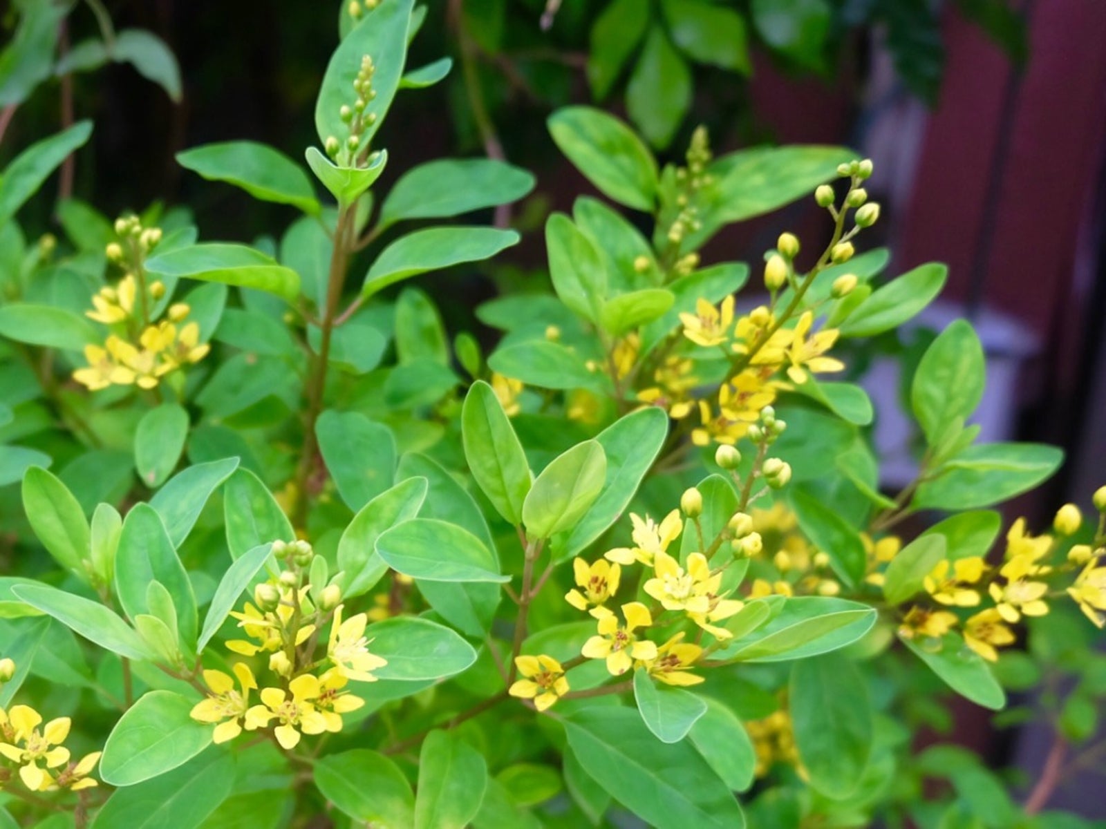 Aglaia Odorata Blumensamen zur Aussaat leuchtend Blüten Traditionssorte & ohne Gentechnik Samen Hausgarten