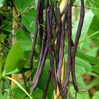 Violett Pole Bean Samen zum Pflanzen - Gemüse Garden Essentials