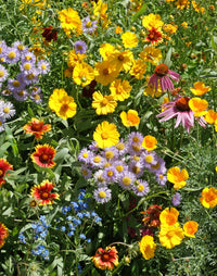 Bulk Blüten Blumensamen zur Aussaat