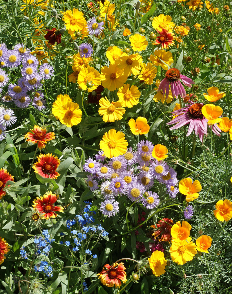 Bulk Blüten Blumensamen zur Aussaat