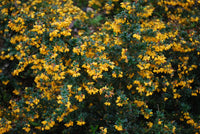 Gelb Darwinii Blumensamen zur Aussaat – Wildblume Mischung – Traditionssorte & ohne Gentechnik Samen Hausgarten