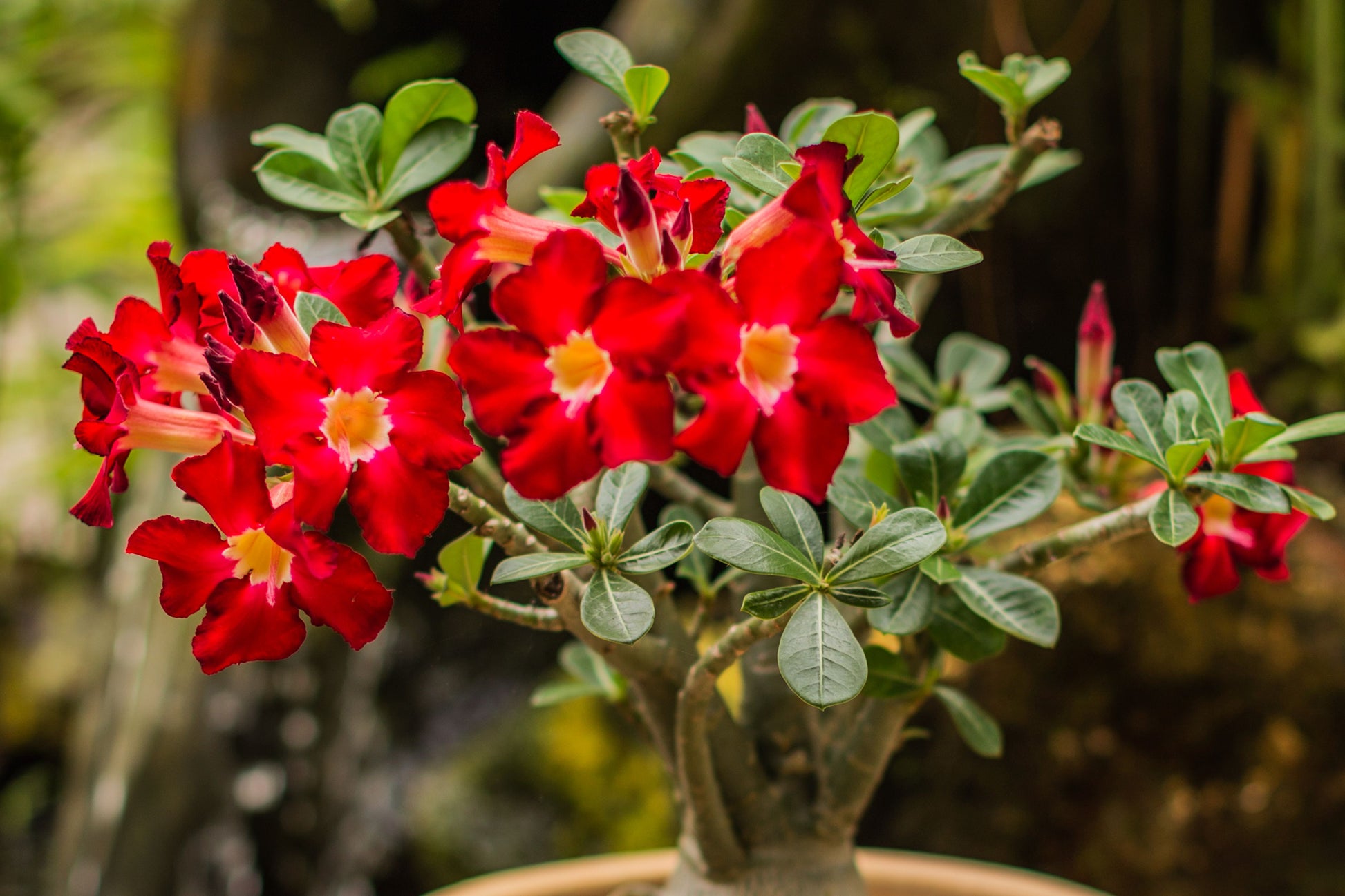 Rosa Wüstenrose Obesum Samen einfache Aussaat