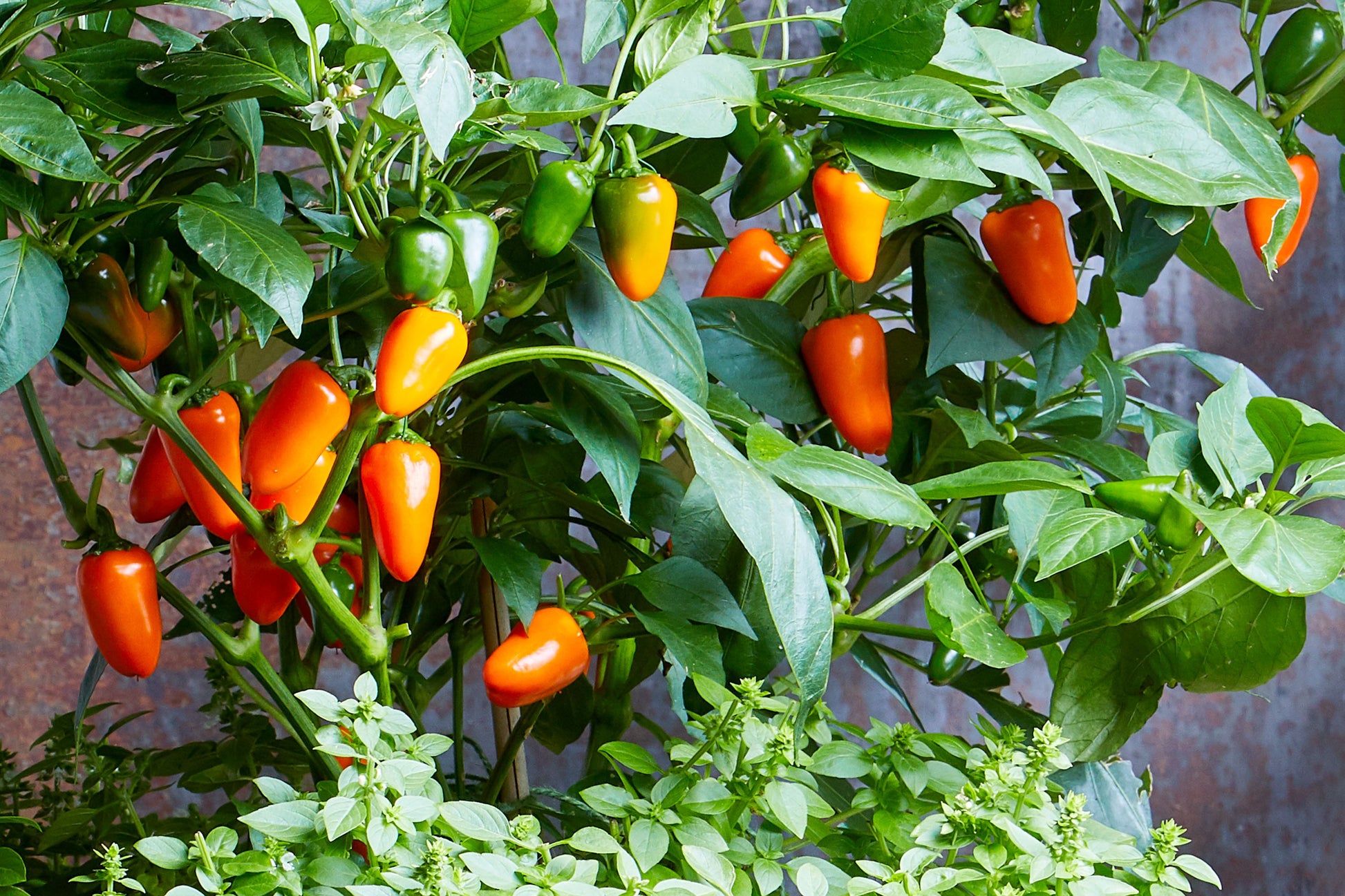 Mini Sweet Pepper Samen zum Pflanzen Capsicum Annuum mix home garden raised bed