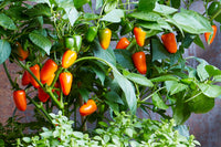 Mini Sweet Pepper Samen zum Pflanzen Capsicum Annuum mix home garden raised bed