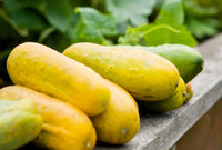 Thick Gelb Cucumber Samen zum Pflanzen