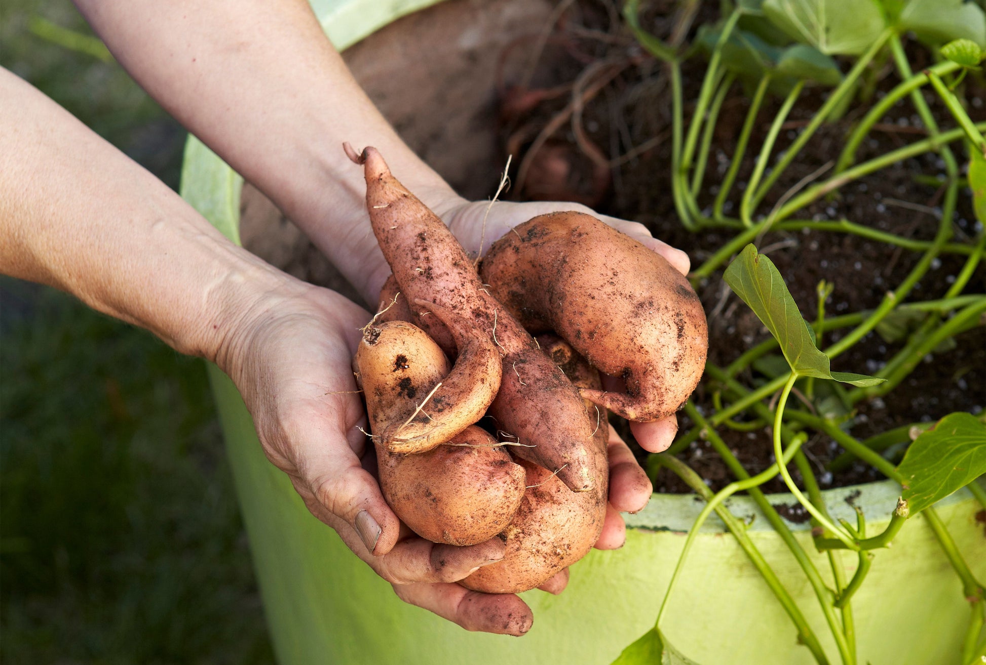 Lila Potato Samen for Home Gardening