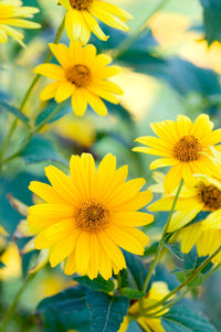 Jerusalem Artichoke (Sunchoke) Helianthus Tuberosus Gelb Sonnenblume Root Vegetable Samen