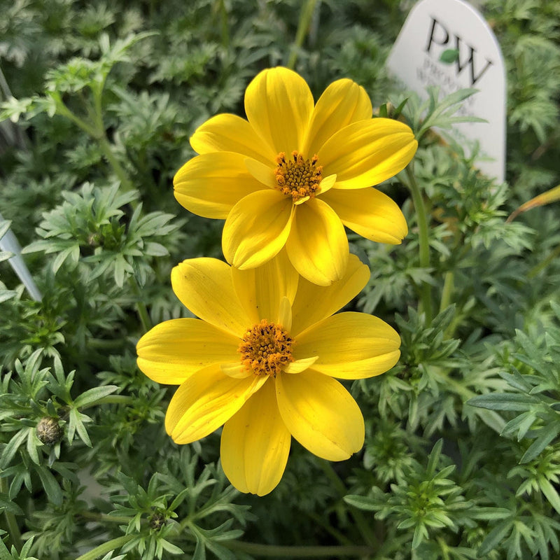 Bidens blume samen for anpflanzung low maintenance heirloom & gmo free samen for home garten 
 
 sale for anpflanzung in home garten