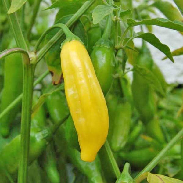 Hell Gelb Chili Gemüse Samen zum Pflanzen