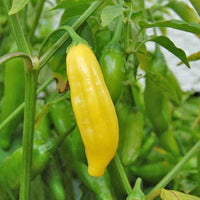 Hell Gelb Chili Gemüse Samen zum Pflanzen