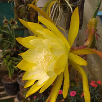 Gelb Epiphyllum Blume Samen zur Aussaat
