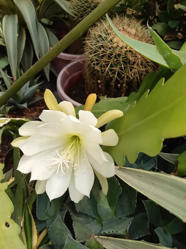 Weiß Epiphyllum Blumensamen – duftend Blüten Traditionssorte & ohne Gentechnik Samen Hausgarten