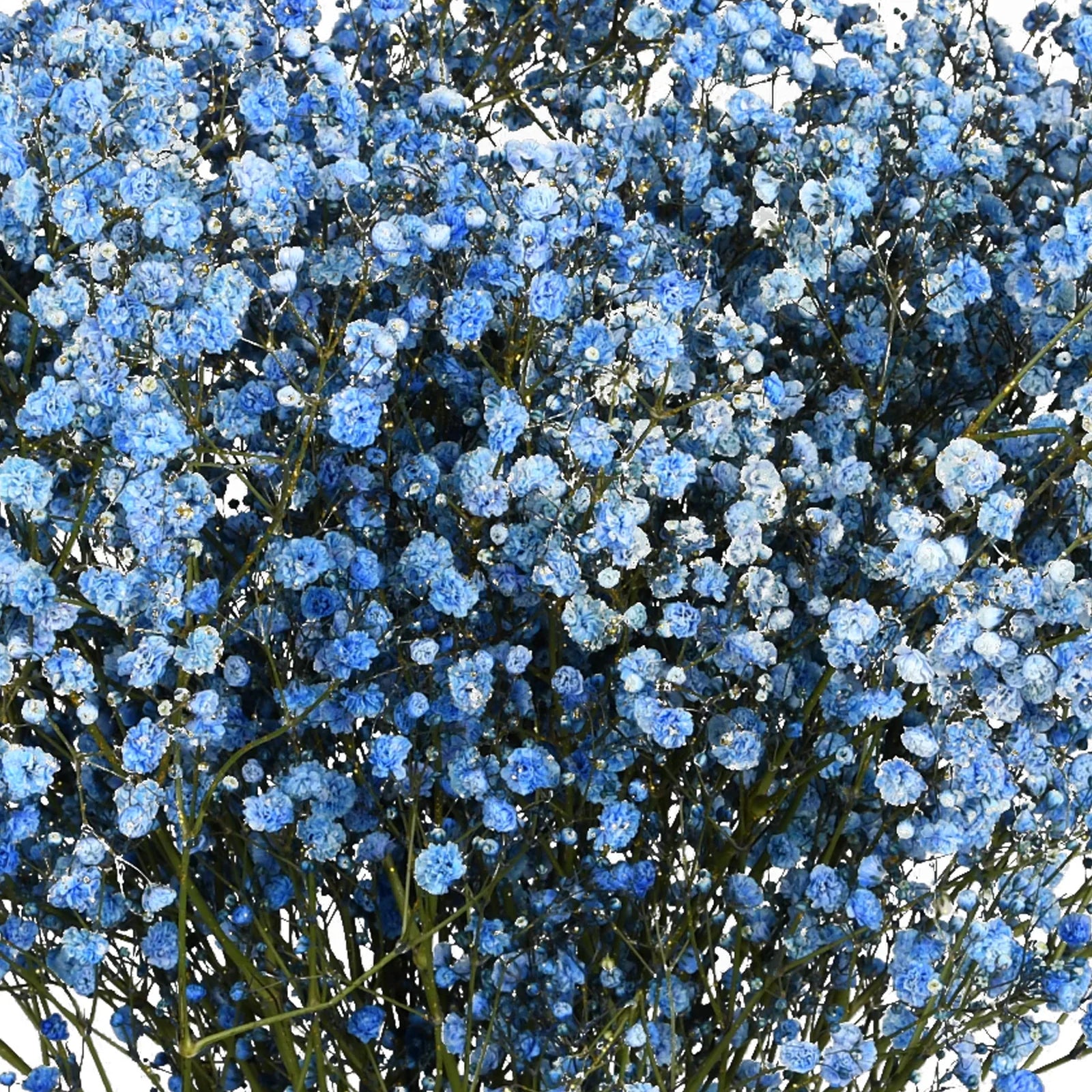 Blau Gypsophila Blumensamen zur Aussaat – robust Sorte – Traditionssorte & ohne Gentechnik Samen Hausgarten