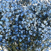 Blau Gypsophila Blumensamen zur Aussaat – robust Sorte – Traditionssorte & ohne Gentechnik Samen Hausgarten