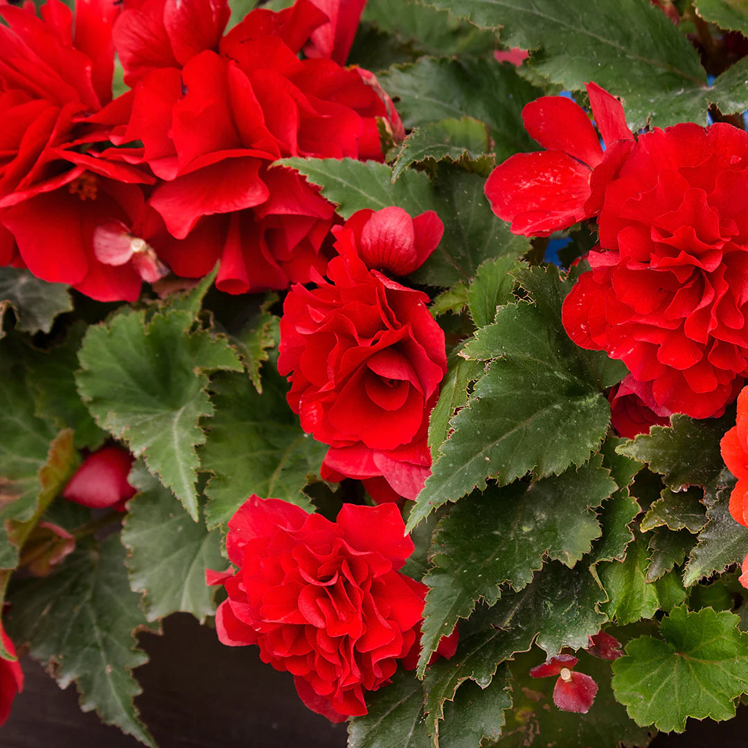 Rot Begonie Blumensamen zur Aussaat kompakt Wuchs Traditionssorte & ohne Gentechnik Samen Hausgarten