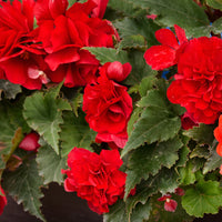Rot Begonie Blumensamen zur Aussaat kompakt Wuchs Traditionssorte & ohne Gentechnik Samen Hausgarten