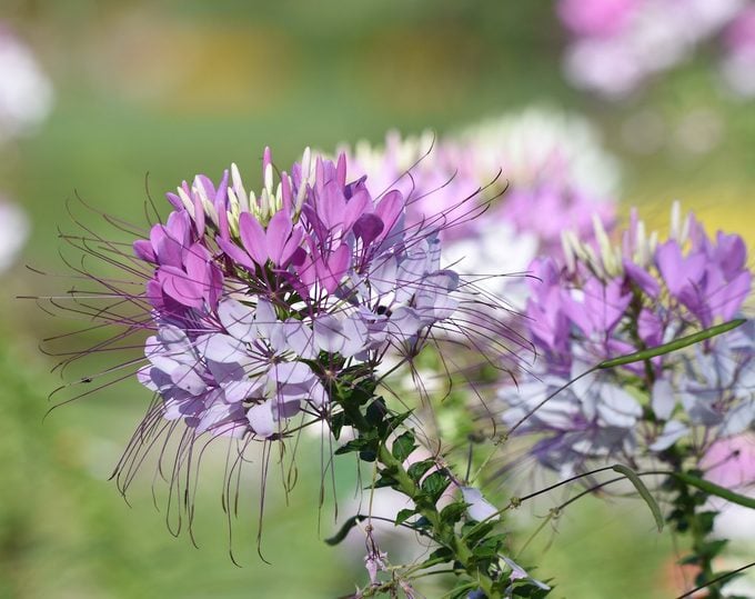 Traditionssorte Cleome Blumensamen zur Aussaat Bestäuber freundlich Traditionssorte & ohne Gentechnik Samen Hausgarten