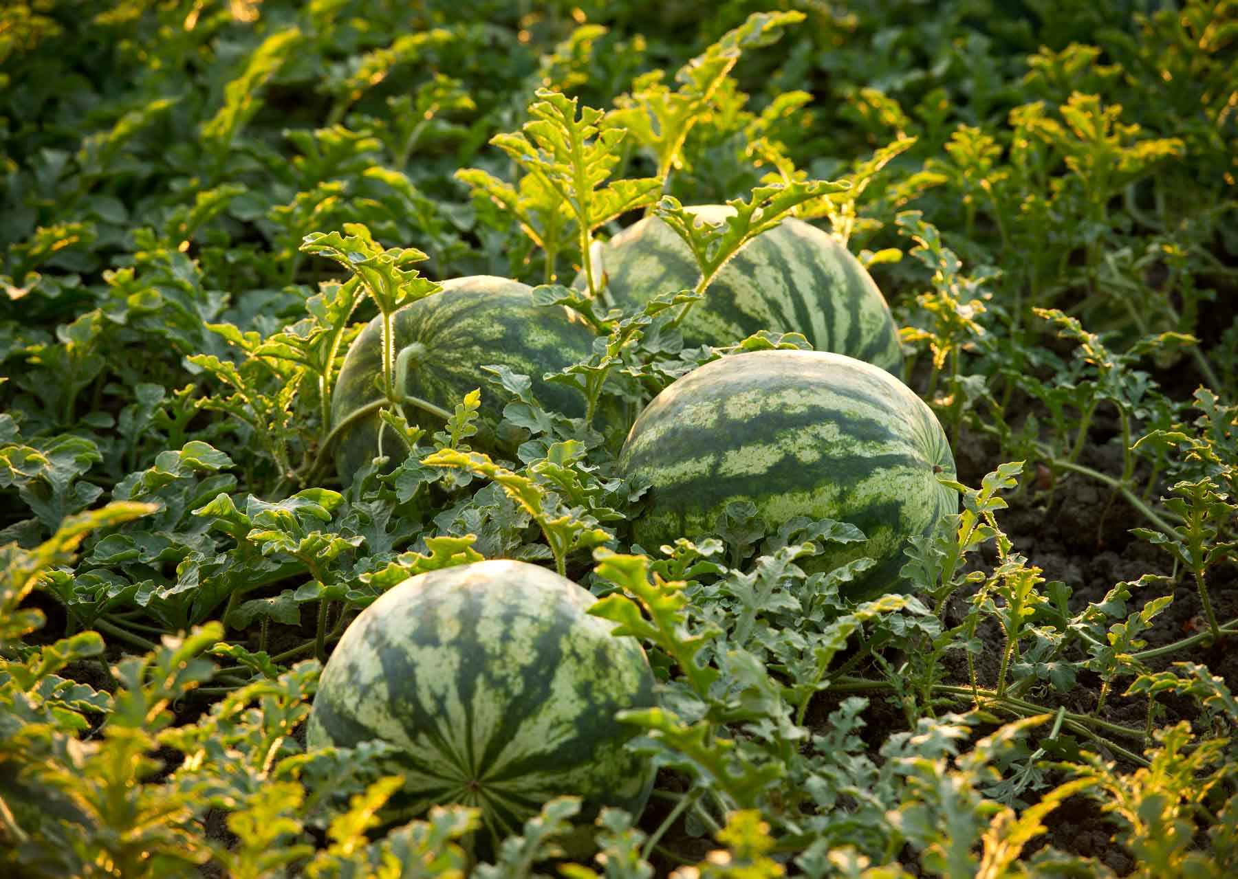 Wassermelonenreben Fruchtsamen für einfaches Anpflanzen