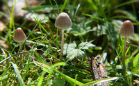 Pilz Samen for Gemüse Gardens