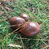 Slippery Jack Pilz Gemüse Samen zum Pflanzen