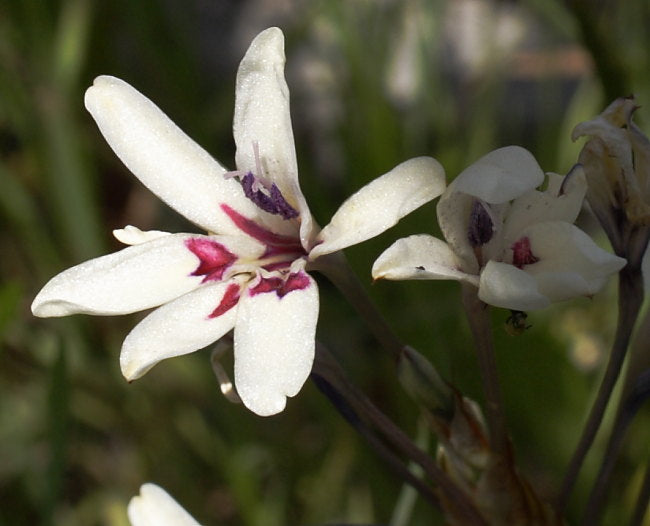 Babiana Tubulosa Blumensamen zur Aussaat leuchtend Blüten Traditionssorte & ohne Gentechnik Samen Hausgarten