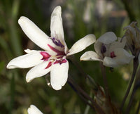 Babiana Tubulosa Blumensamen zur Aussaat leuchtend Blüten Traditionssorte & ohne Gentechnik Samen Hausgarten