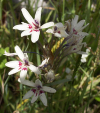 Babiana Tubulosa Blumensamen zur Aussaat leuchtend Blüten Traditionssorte & ohne Gentechnik Samen Hausgarten