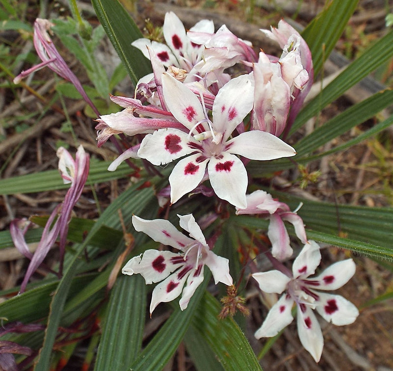 Babiana (babiana tubulosa) samen for anpflanzung in home garten