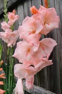 Baby rosa gladiolus used as elegant cut blumen
