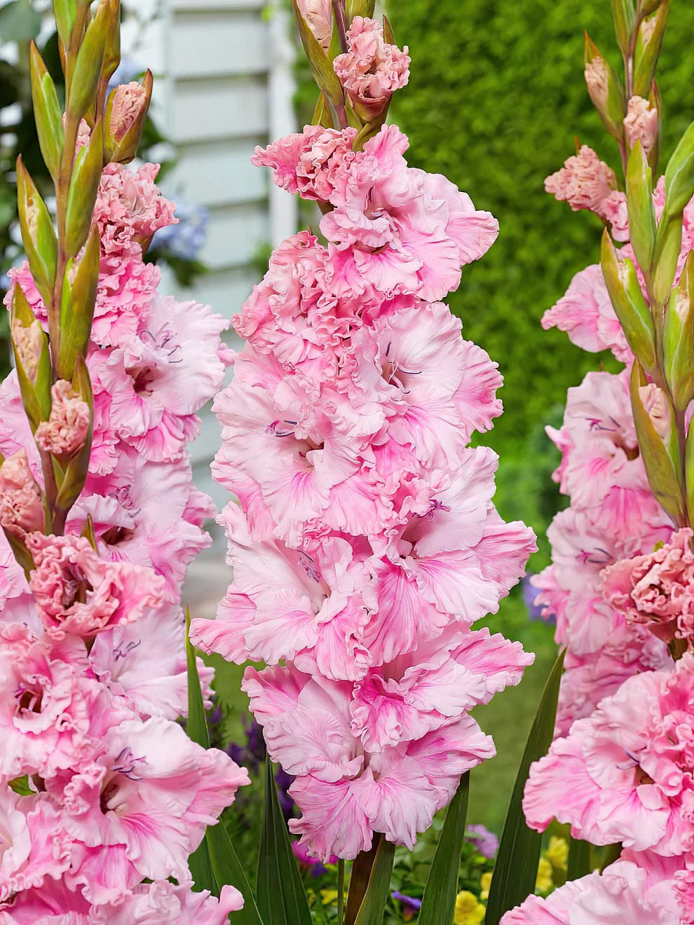 Non-gmo baby rosa gladiolus samen