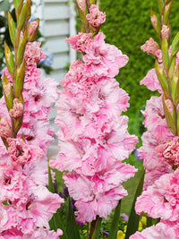 Non-gmo baby rosa gladiolus samen