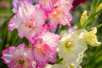 Ornamental baby rosa gladiolus flowering pflanze