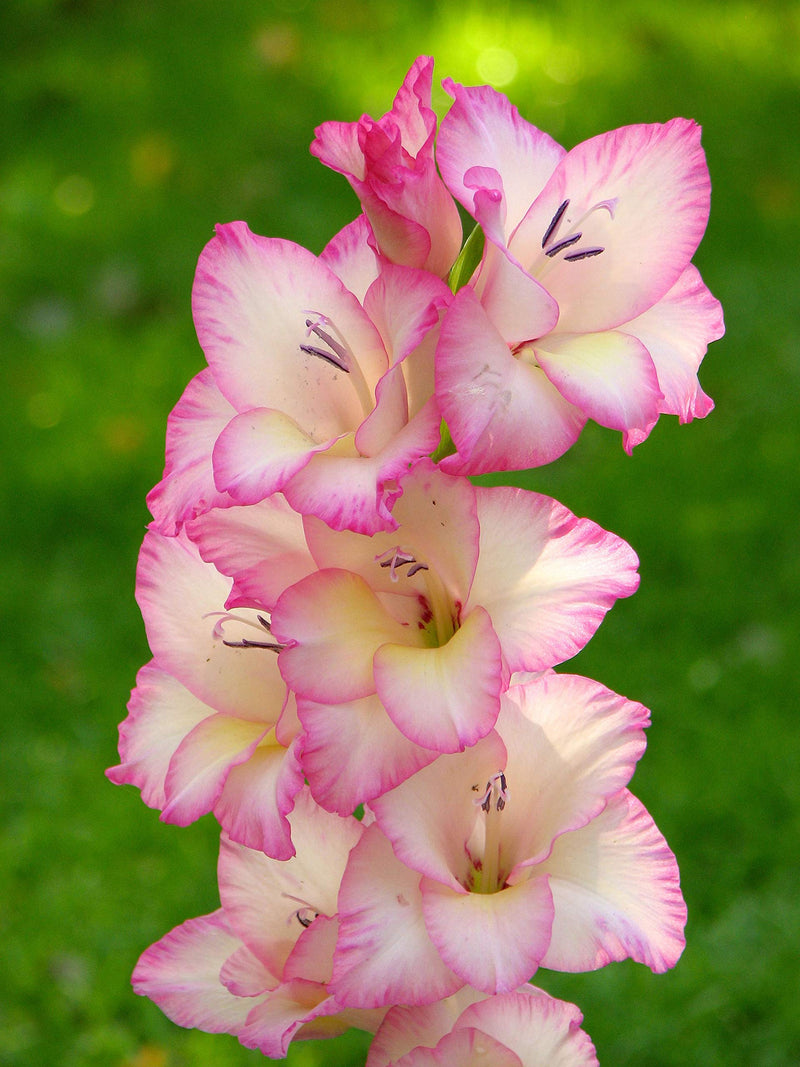 Baby rosa gladiolus blume samen for anpflanzung