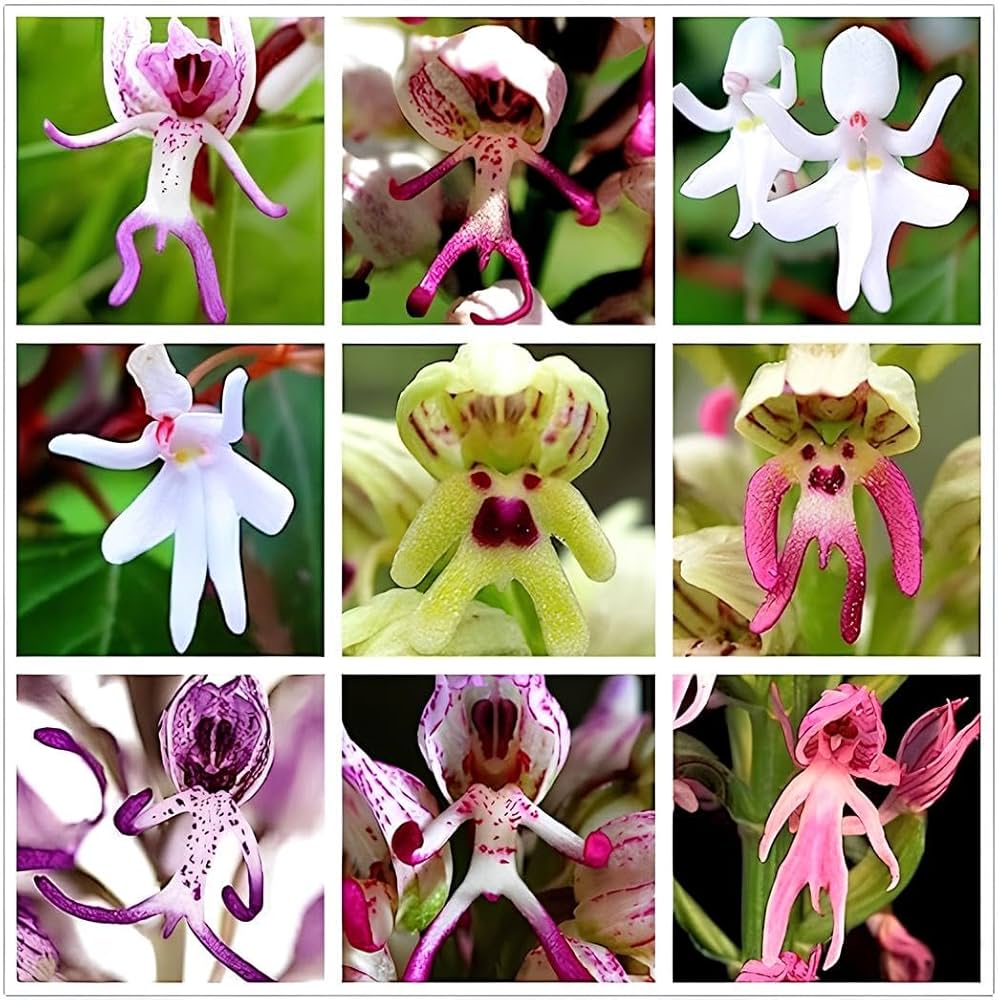 Baby rosa orchid samen for indoor and outdoor gardening