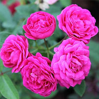 Thick Rosa Rose Blumensamen zur Aussaat Anzucht Traditionssorte & ohne Gentechnik Samen Hausgarten