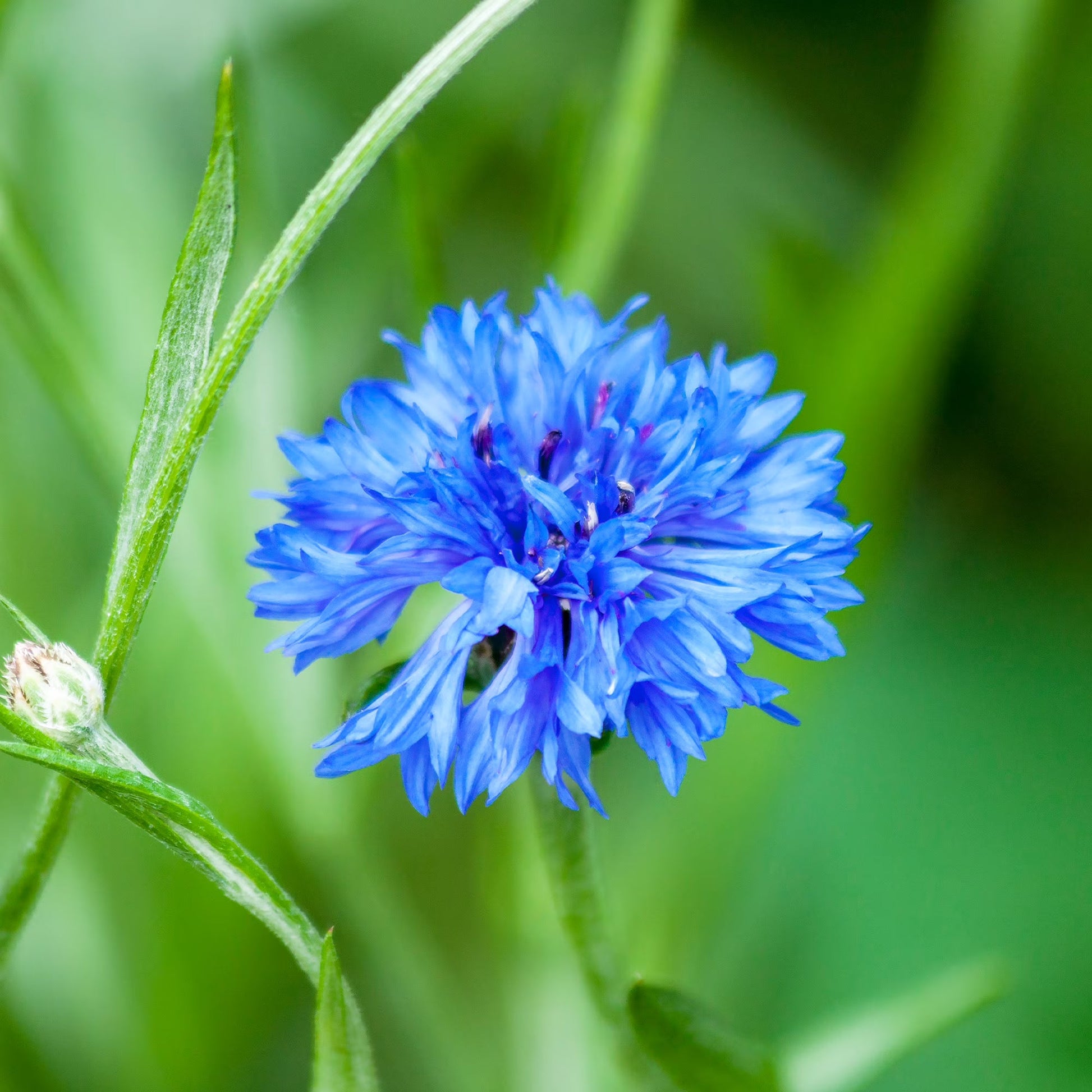 Pflanze Blau Studentenblume Blumensamen und exotisch Garten Schauanlagen