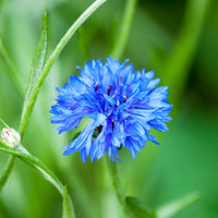 Pflanze Blau Studentenblume Blumensamen und exotisch Garten Schauanlagen