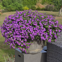 Bacopa Blutopia Blumensamen zur Aussaat