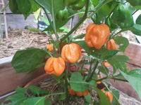 Bahamian Gemüse Samen zum Pflanzen