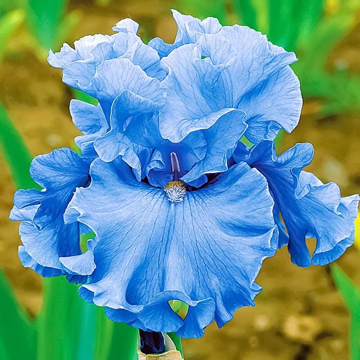 Iris Blau Blumensamen zur Aussaat – mehrjährige Blüten