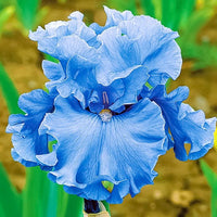 Iris Blau Blumensamen zur Aussaat – mehrjährige Blüten