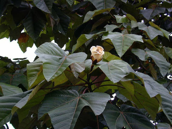 Non gmo gelb balsa tree samen for gardening