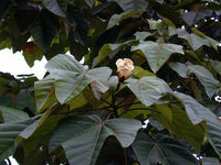 Non gmo gelb balsa tree samen for gardening